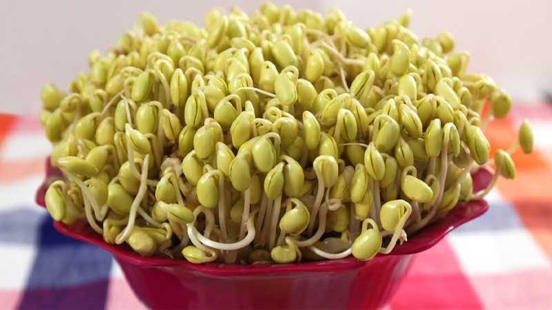 Mầm đậu nành giúp giảm chất kháng
