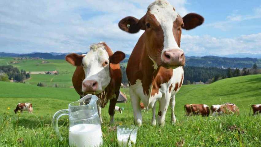 Sữa hữu cơ là gì?  Công dụng và sữa hữu cơ